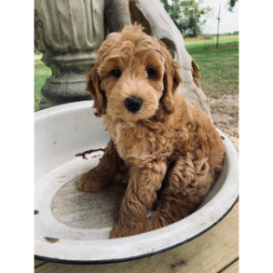 F1B-Goldendoodle-Puppies-For-Sale-Lakeview-Doodles