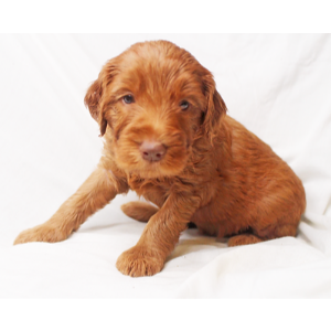 F1B-Goldendoodle-Puppies-For-Sale-Wonderland-Goldendoodles