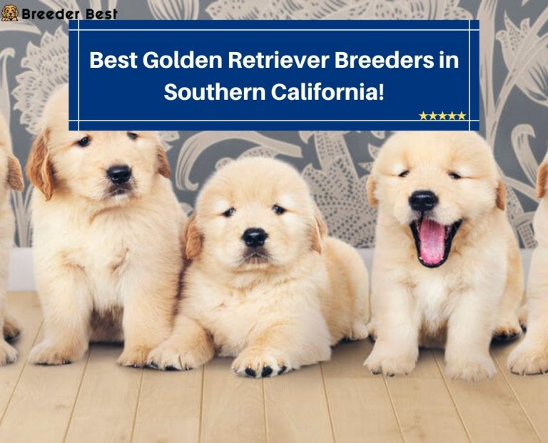 6 Best Golden Retriever Breeders in Southern California! (2024