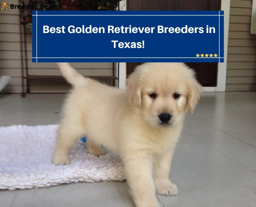 5 Best Golden Retriever Breeders in Texas! (2024) Breeder Best