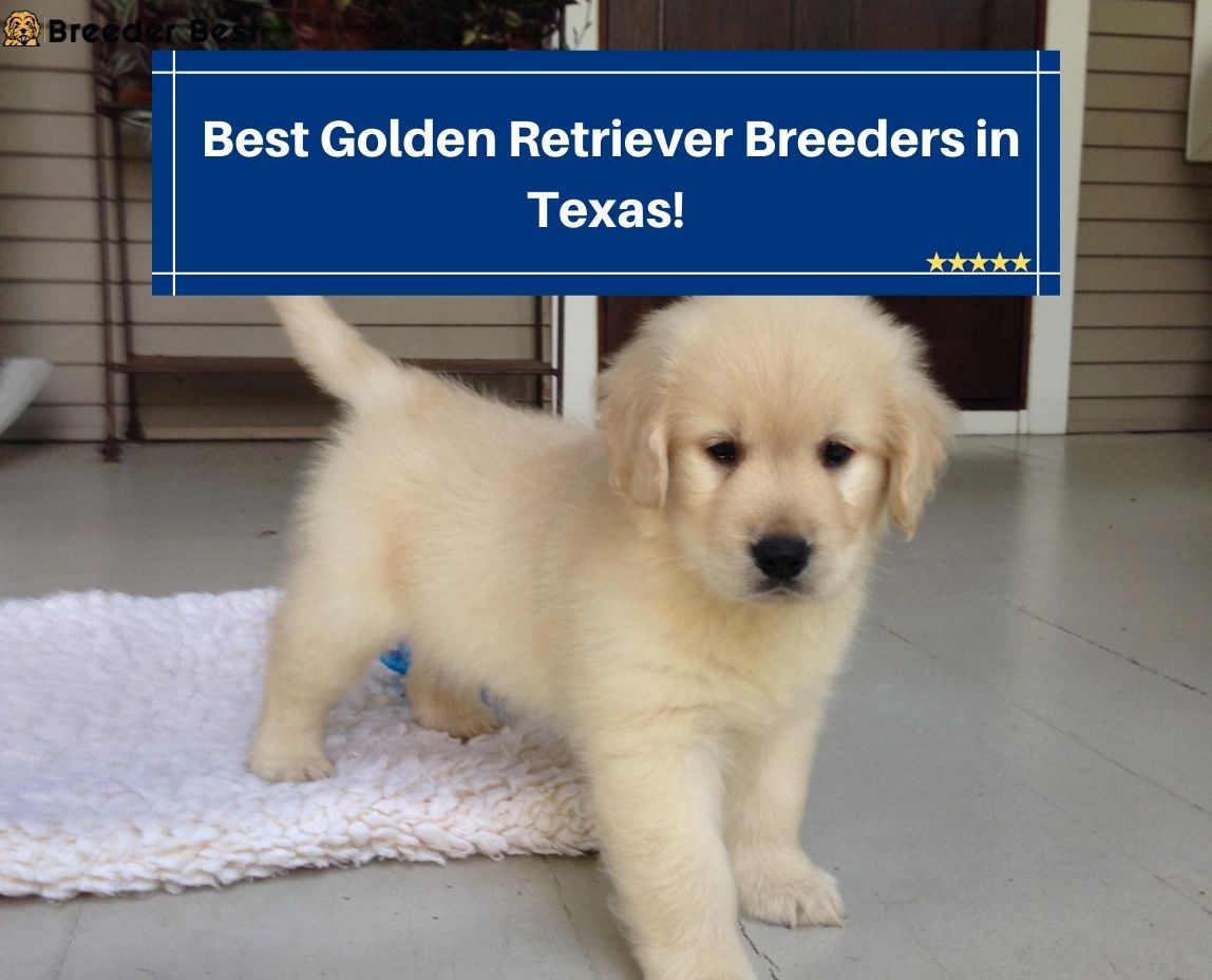 Golden-Retriever-Breeders-in-Texas