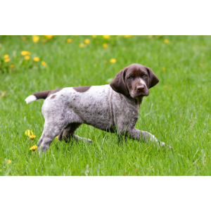 Pointer Puppies For Sale in Pennsylvania AKC Marketplace