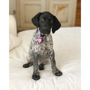 Pointer Puppies For Sale in Pennsylvania Diadem