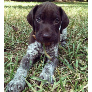 Pointer Puppies For Sale in Pennsylvania Dusty W