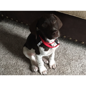 Pointer Puppies For Sale in Pennsylvania Roundhill German Shorthair Pointers