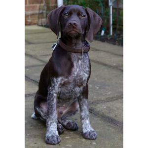 Pointer Puppies For Sale in Pennsylvania South Mountain German Shorthaired Pointers