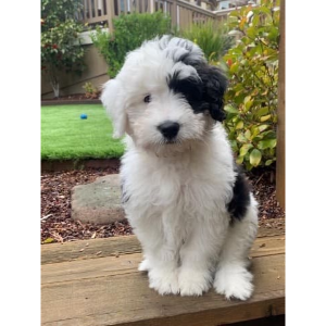 Sheepadoodle Breeders In California California Minis