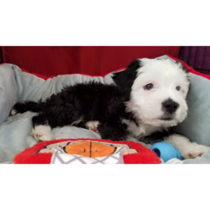 Sheepadoodle-Breeders-in-Ohio-Brewers-Goldendoodles-and-Sheepadoodles