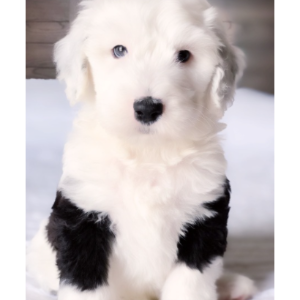 Sheepadoodle-Breeders-in-Ohio-Crown-Hill-Sheepadoodles