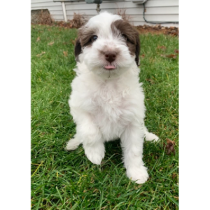 Sheepadoodle-Breeders-in-Ohio-Midwest-Sheepadoodles