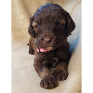 Sheepadoodle-Breeders-in-Ohio-Shaw-Springs-Canines