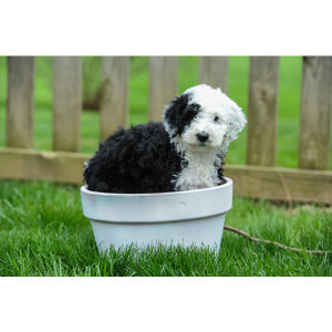 Sheepadoodle-Breeders-in-Ohio-Sweet-Sheepadoodles