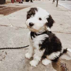 Sheepadoodle Breeders in Ohio