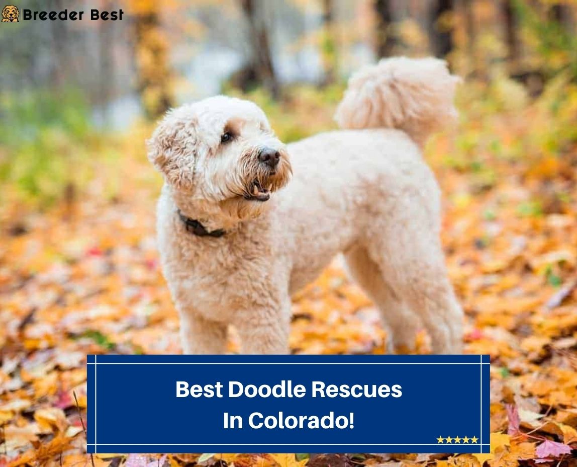 Best-Doodle-Rescues-In-Colorado-template