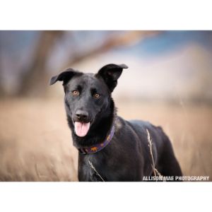 Summit-Dog-Rescue-Colorado