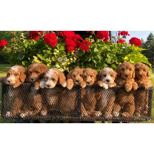 All-Star-Breeders-of-Labradoodles