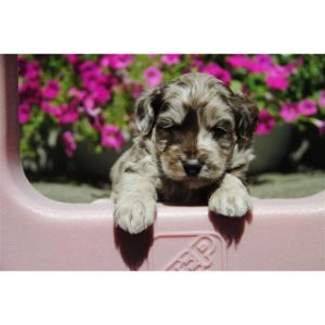 American-Ranch-Aussiedoodle