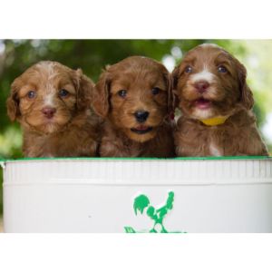 Ausm-Labradoodles