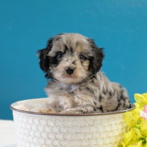 Aussiedoodle-Puppies-In-Colorado