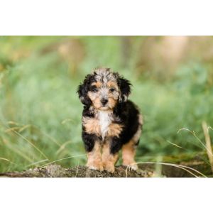 Aussiedoodle-Puppies-in-Michigan