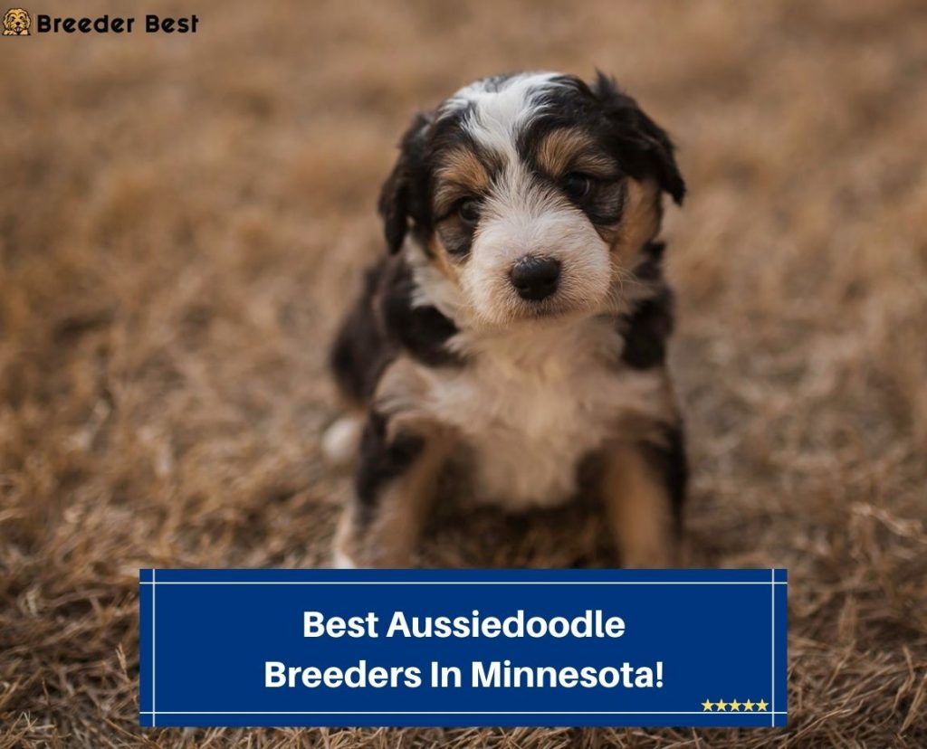 7 Best Aussiedoodle Breeders In Minnesota! (2024) Breeder Best