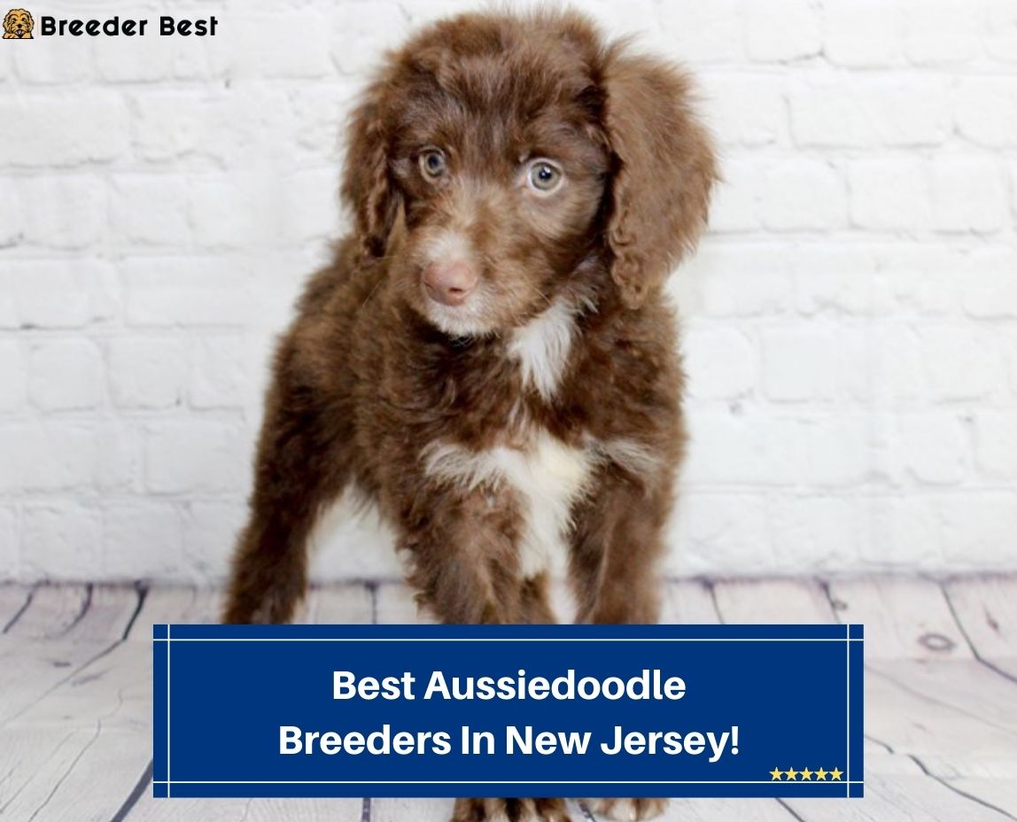Best-Aussiedoodle-Breeders-In-New-Jersey-template