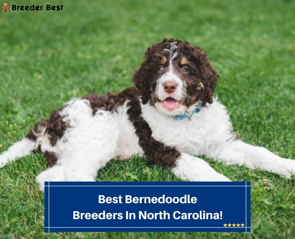 4 Best Bernedoodle Breeders In North Carolina! (2023) Breeder Best