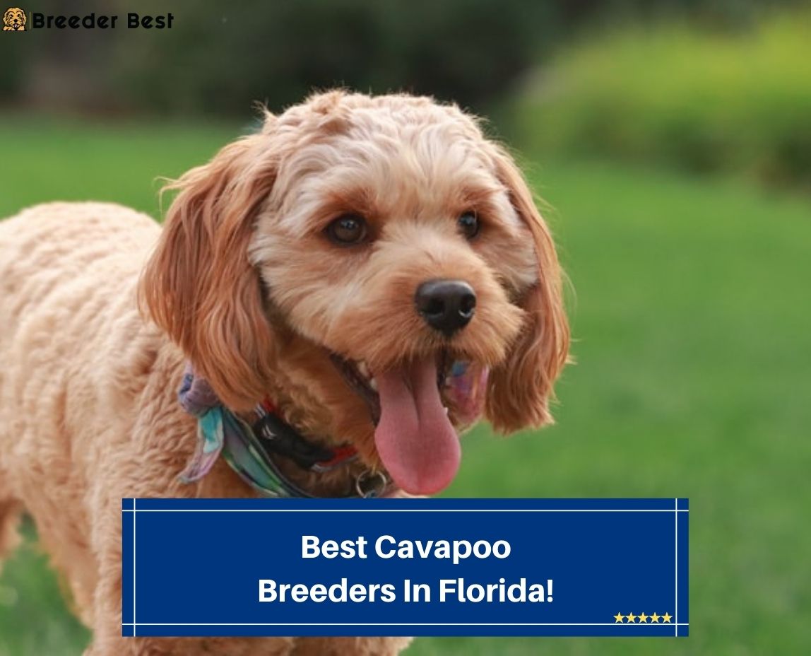 Best-Cavapoo-Breeders-In-Florida-template
