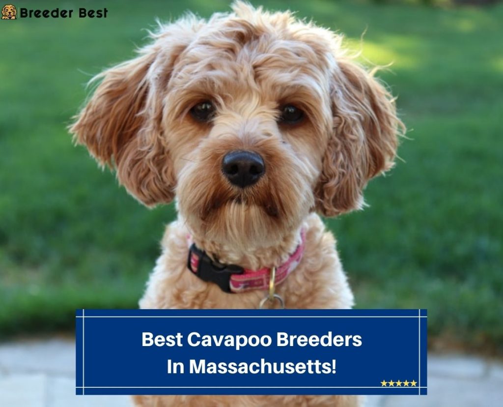 4 Best Cavapoo Breeders In Massachusetts! (2024) - Breeder Best