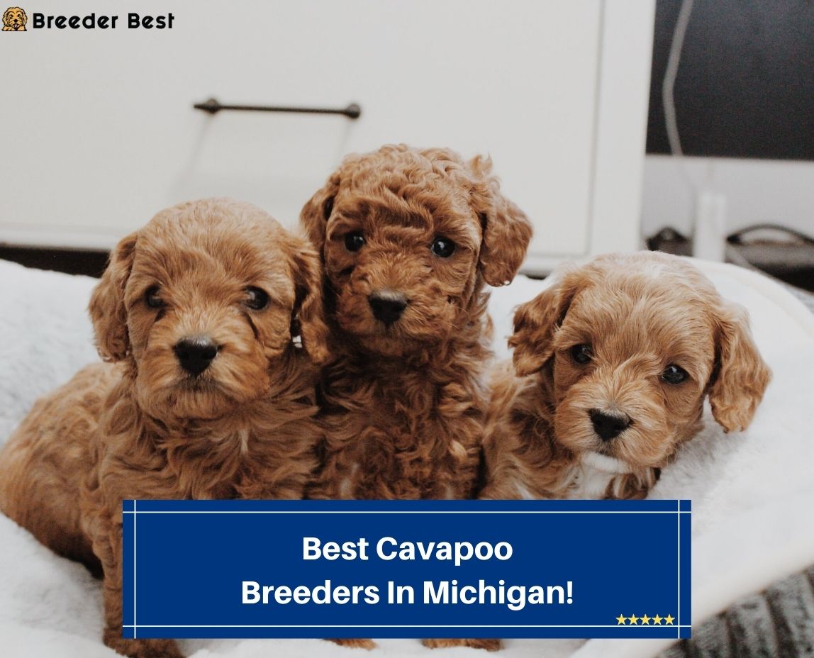 Best-Cavapoo-Breeders-In-Michigan-template