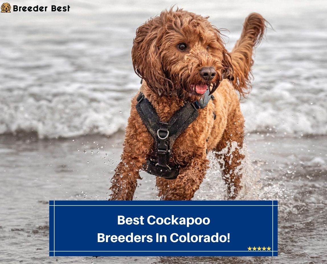 Best-Cockapoo-Breeders-In-Colorado-template