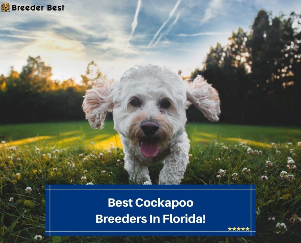 4 Best Cockapoo Breeders In Florida! (2023) - Breeder Best