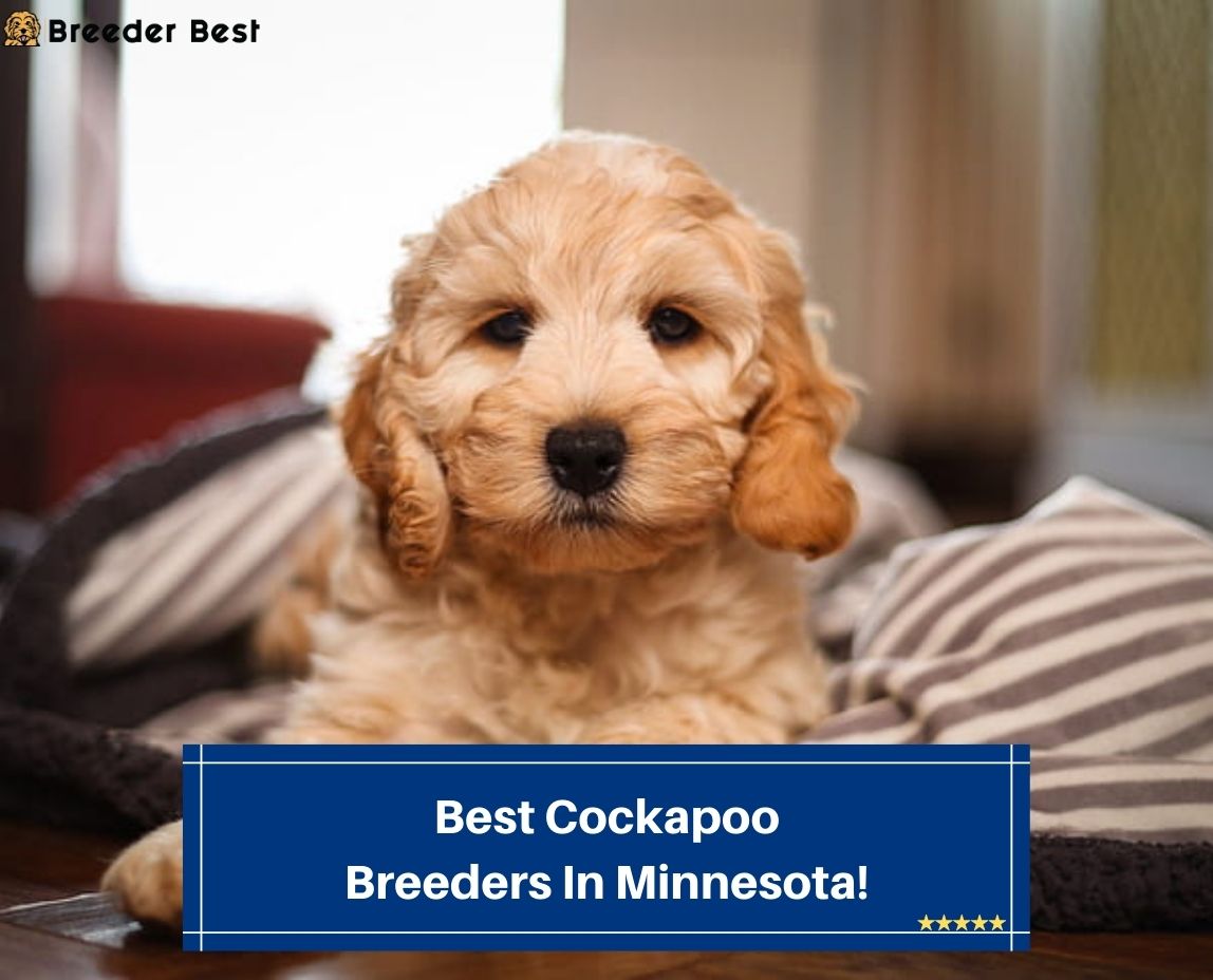 Best-Cockapoo-Breeders-In-Minnesota-template