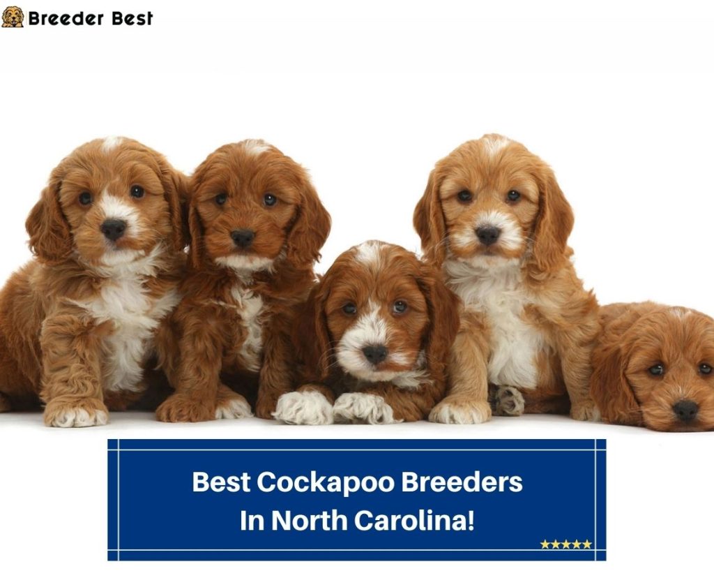 5 Best Cockapoo Breeders In North Carolina! (2024) Breeder Best