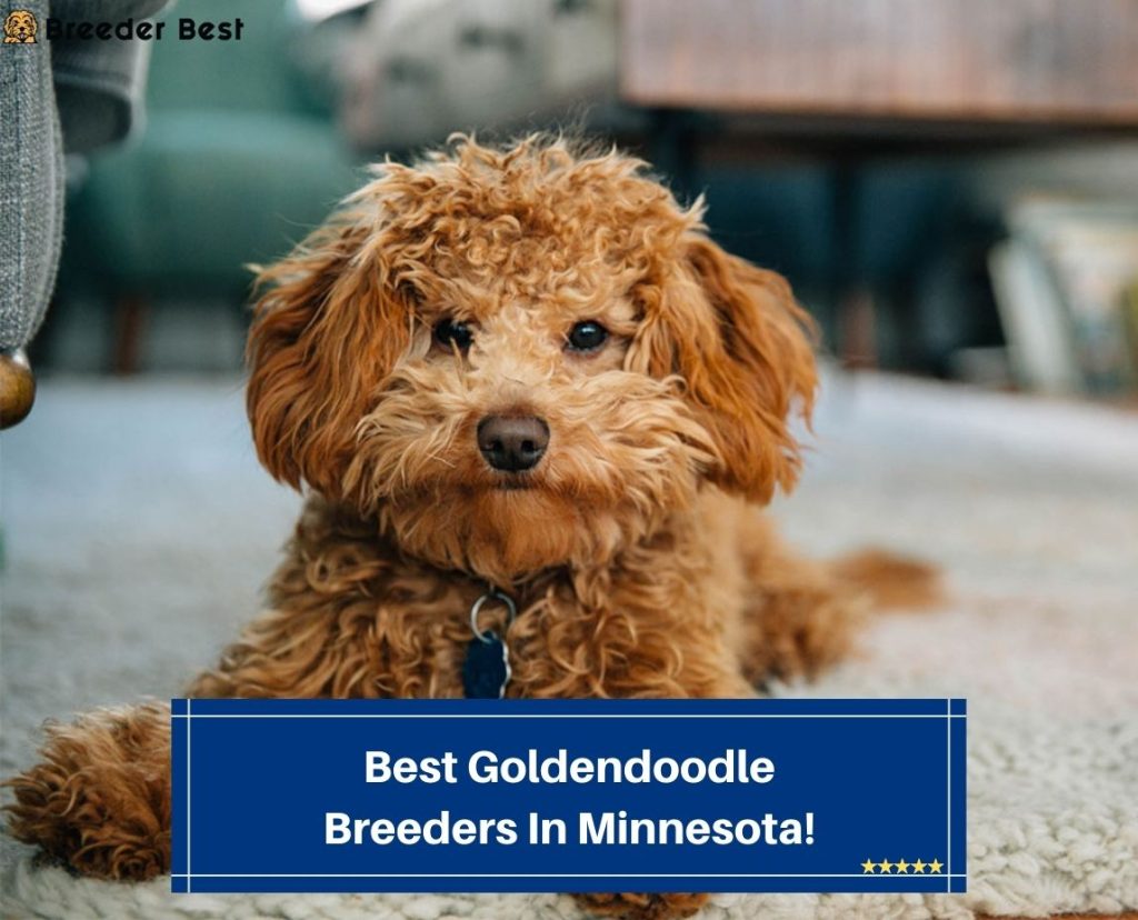 7 Best Goldendoodle Breeders In Minnesota! (2024) Breeder Best