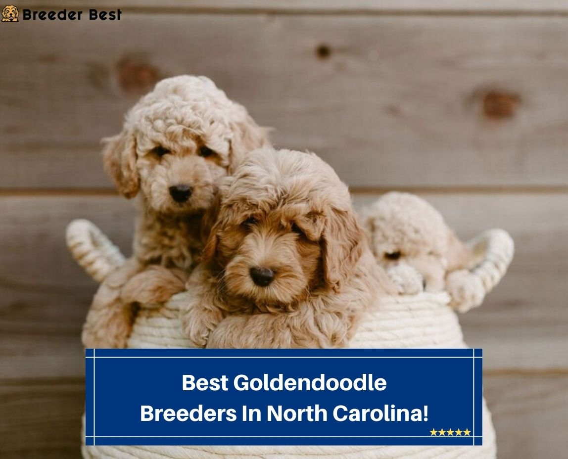 Best-Goldendoodle-Breeders-In-North-Carolina-template