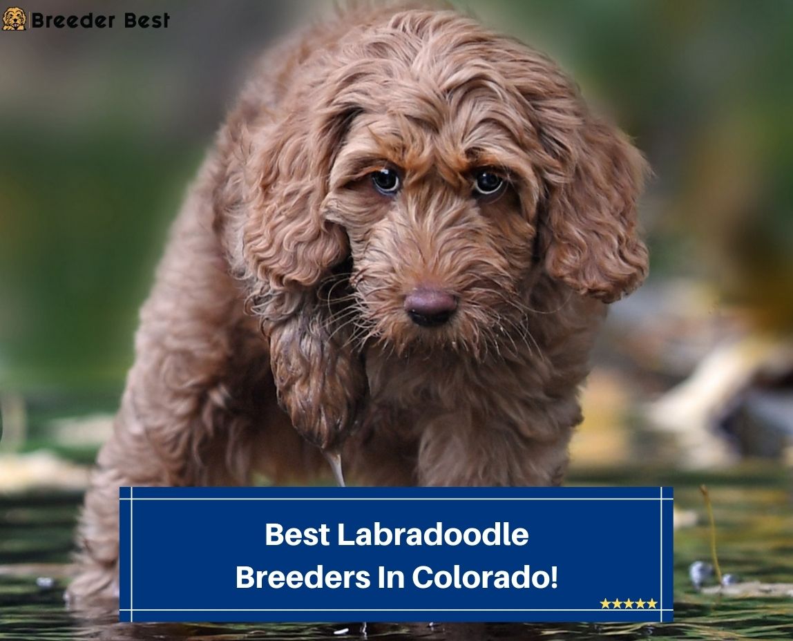 Best-Labradoodle-Breeders-In-Colorado-template