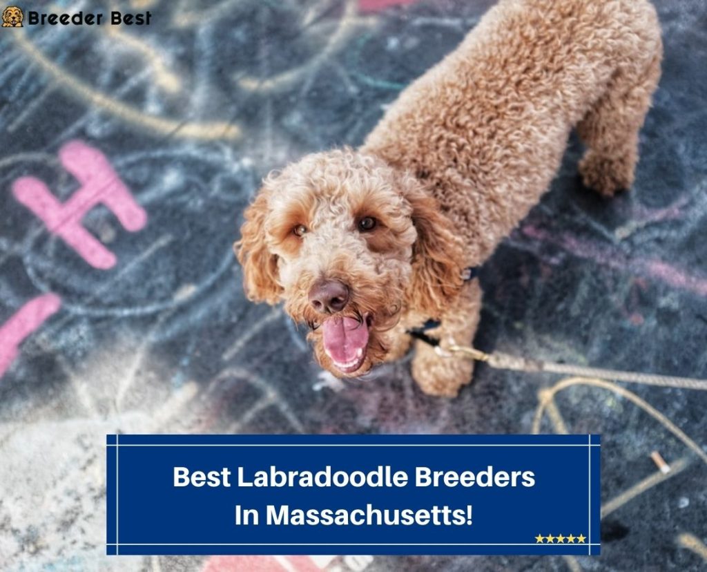 5 Best Labradoodle Breeders In Massachusetts! (2023) - Breeder Best