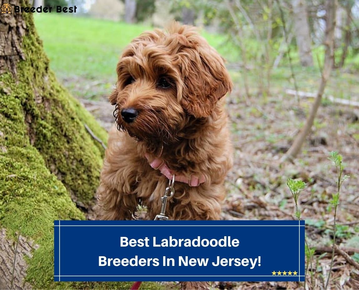 Best-Labradoodle-Breeders-In-New-Jersey-template