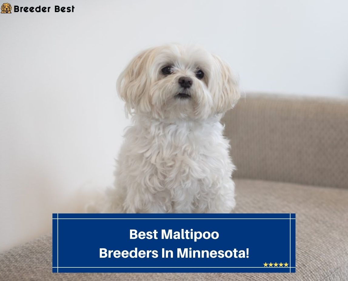Best-Maltipoo-Breeders-In-Minnesota-template