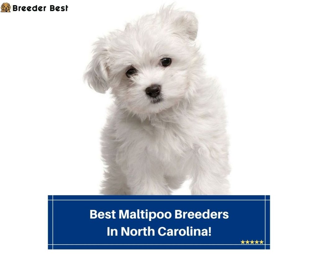 4 Best Maltipoo Breeders In North Carolina! (2024) Breeder Best