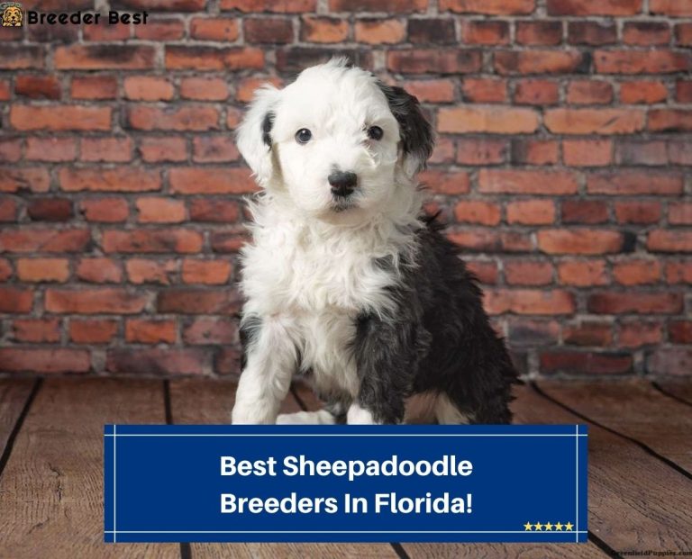 4 Best Sheepadoodle Breeders In Florida! (2024) - Breeder Best