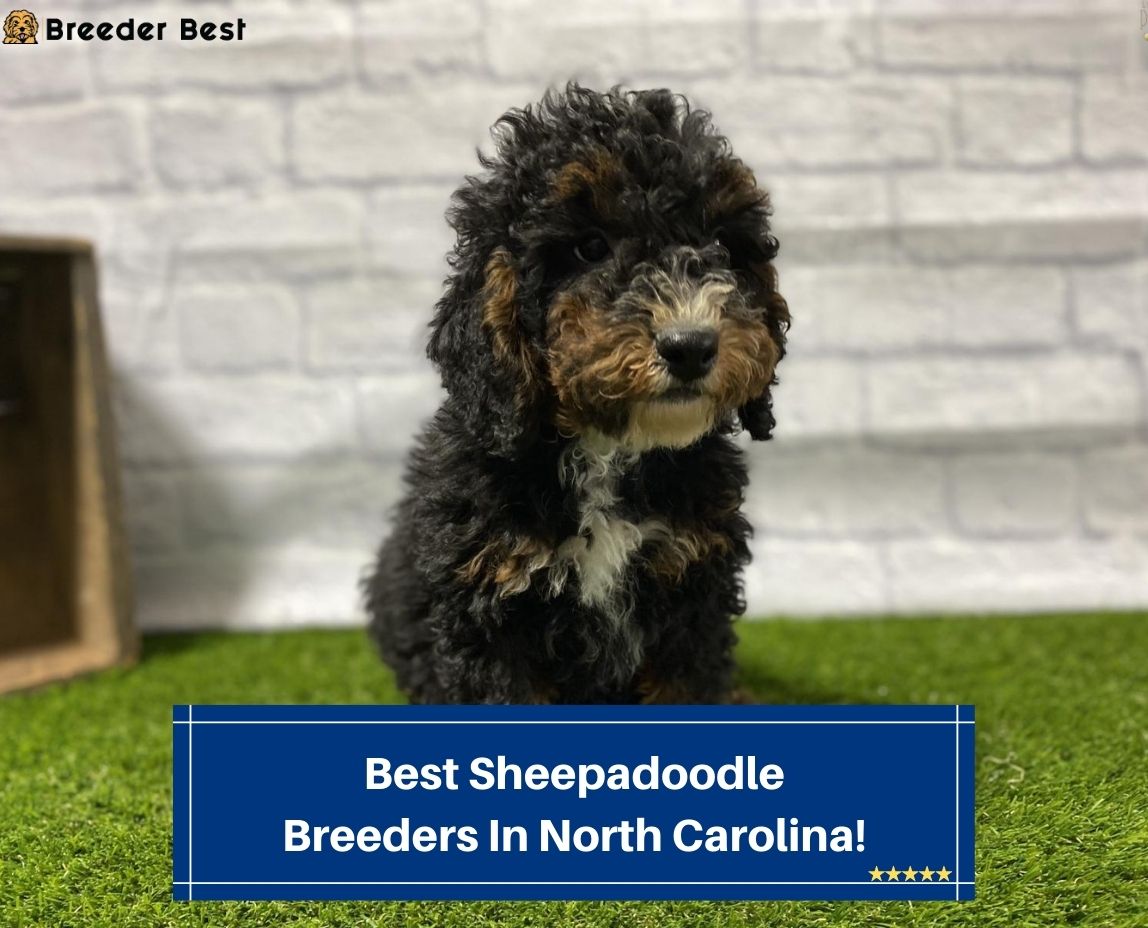 Best-Sheepadoodle-Breeders-In-North-Carolina-template