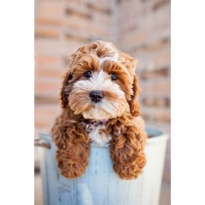 Cockapoo-Puppies-In-Oregon