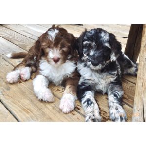 Colorful-Colorado-Aussiedoodle