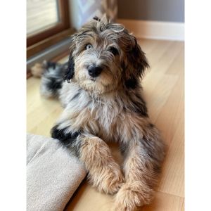 Conclusion-For-Ausiedoodle-Breeders-In-Michigan