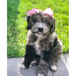 Conclusion-For-Aussiedoodle-Breeders-In-New-Jersey