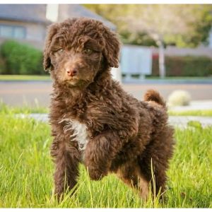 Conclusion-For-Best-Aussiedoodle-Breeders-In-Colorado