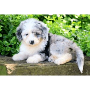 Conclusion-For-Best-Aussiedoodle-Breeders-In-Minnesota