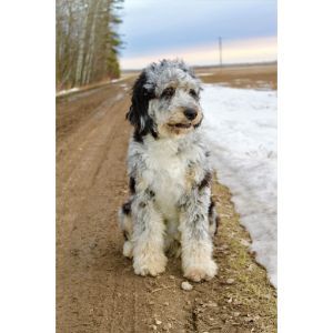 Conclusion-For-Best-Aussiedoodle-Breeders-In-North-Carolina